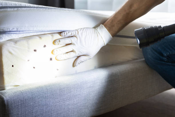 Best Mosquito Control Services  in Nokesville, VA