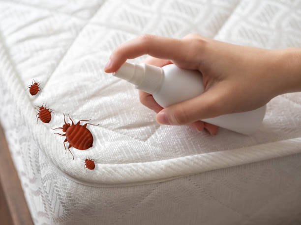 Best Affordable Pest Control Services  in Nokesville, VA